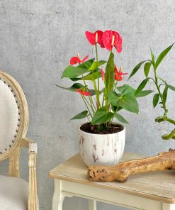 Red Anthurium