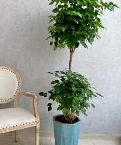 Ficus plant
