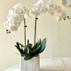 White Artificial Orchids