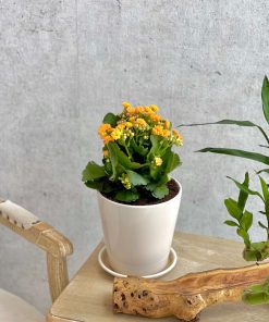 Kalanchoe Orange