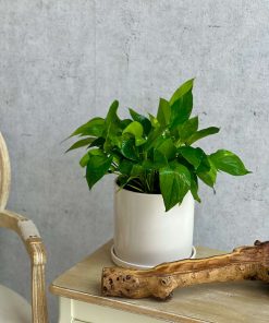 Pothos Plant