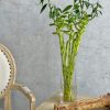 Lucky Bamboo