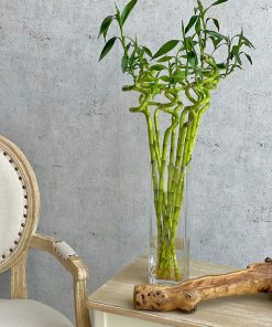 Lucky Bamboo