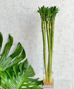 bamboo