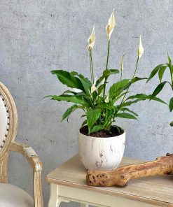 Peace lily